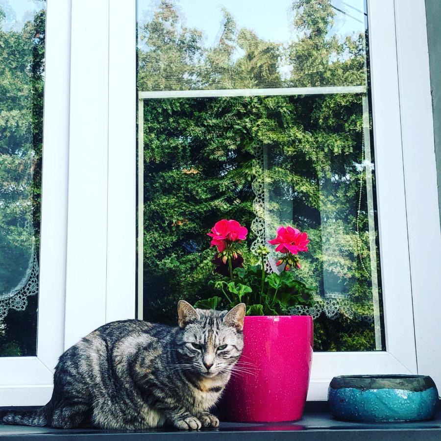Cat Stone Villa Pisz Eksteriør bilde